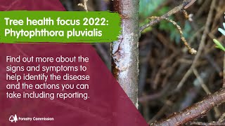 Tree Health Focus 2022 Phytophthora pluvialis