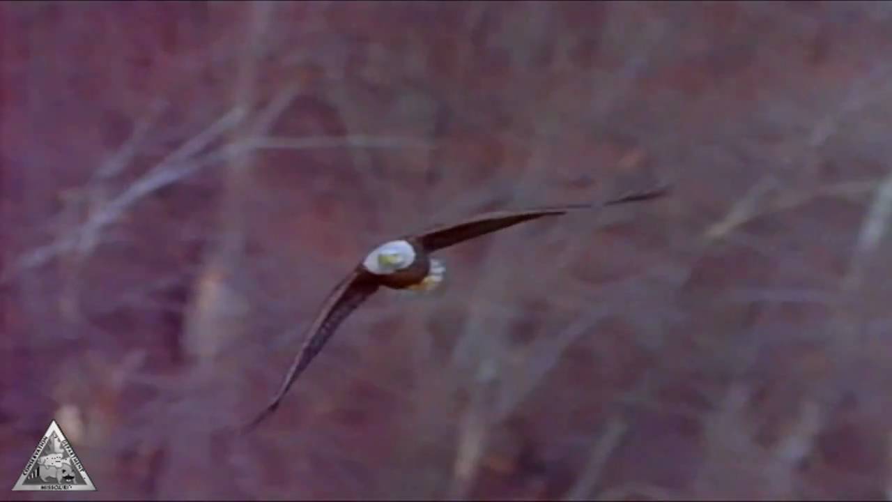 Soaring Eagles Music Video Youtube