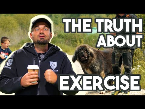 How much exercise does a wolfhound need?