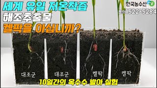 [한국농수산TV] 세계 유일의 저온착즙 해조추출물, 농사의 성공비결... 켈팍을 아십니까?