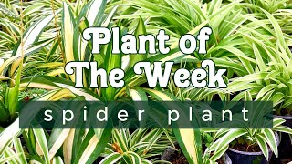 PLANT OF THE WEEK | SPIDER PLANT