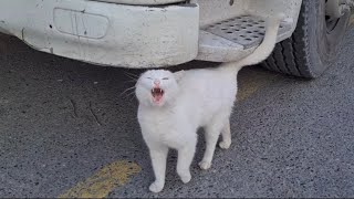 Angry White Cat Very Angry to see Other Cats in her Area.