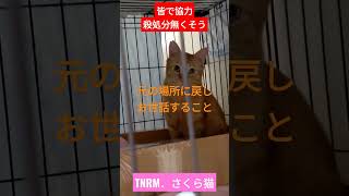 【殺処分無くすため皆で協力を】地域猫活動、さくら猫、TNRM