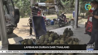 Lambakan Durian Dari Thailand