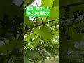 【農活　畑ワーク】長野県飯田市のぶどう屋g3🍇の畑仕事。初めてのこといっぱいだけど、ボチボチ手習です。 農活女子 畑ワーク 尾陰由美子