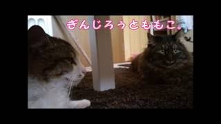 ストーカー猫ぎんじろぅ編【猫】ぎんじろぅとももこ。　　Ginjiro and Momoko.　「Ginjiro is stalker」