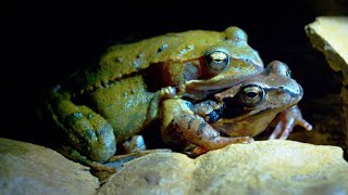 Why Tadpoles Are No Match for Diving Beetle Larvae