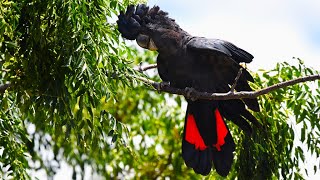 Wild Australian Black cockatoo Parrots Destroy A Camera  - Spy Cam Footage