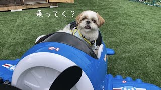 【シーズー】犬、飛びまーーーす！！（※実際は飛びませんwww）【犬Vlog】