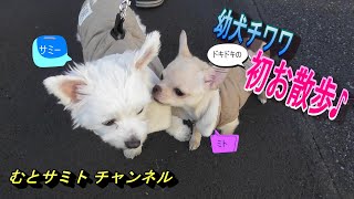 【むとサミト チャンネル　初お散歩編】幼犬チワワ　ドキドキの初お散歩デビュー　緊張し過ぎて・・・