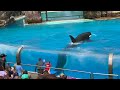 crowd gets wet at orca show seaworld san diego california