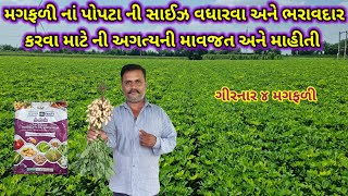 મગફળીમાં પોપટાની સાઇઝ વધારવા અને ભરાવદાર કરવા માટે ની અગત્યની માહિતી magfali ma 00 52 34 khatr