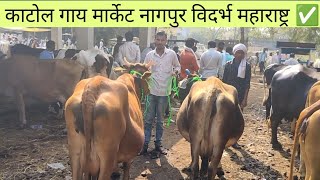 काटोल गाय मार्केट नागपुर विदर्भ महाराष्ट्र ✅ ! katol gay market maharastra 31_12_2024