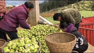 实拍重庆农民卖榨菜头，两毛五一斤，这就是下饭榨菜的原材料