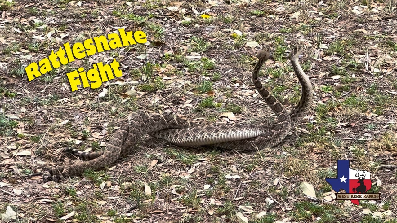 Western Diamondback Rattlesnakes Fighting Over A Female - West Kerr ...