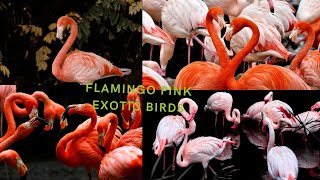 Flamingo🦩pink Birds most Attractive and Beautiful pink Birds in the world 2021/  Flamingo🦩  पक्षी