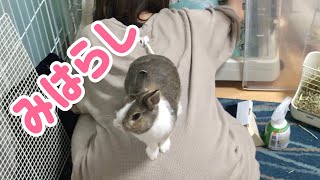 うさぎさんが掃除の邪魔をしてくるんです Rabbit Interfere with cleaning [#24.1]