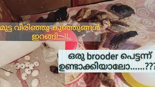 കോഴി വിരിഞ്ഞത് മുതൽ brooding വരെ