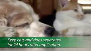 Making Smart Choices About Topical Flea and Tick Preventives