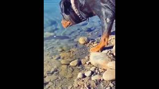 fish catched by a bull dog ... || animal life  || animal life