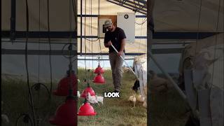 It's Amazing how they raise chickens with this unique way in farms