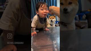 二人揃っておねだり中#short  #柴犬