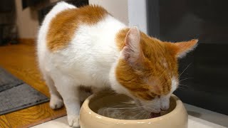 Cat Drinking Water (ASMR)