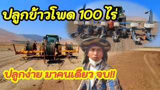 ปลูกข้าวโพด 100ไร่ ปลูกง่าย ได้งานเยอะ ปลูกคนเดียว จบ!#เเรงงานไทยในอิสราเอล #เกษตรเทคโนโลยี