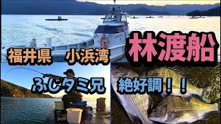 福井県、林渡船2回目かかり釣り、秋のチヌを狙います。食い渋りの中、ふじタミ兄が兄の威厳を見せてくれました。