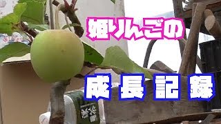 姫りんごの成長記録