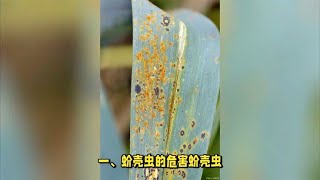 兰花有蚧壳虫？学会几个“秘诀”，轻松预防和杀除