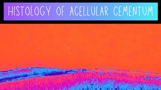 Histology of Acellular cementum - Dentistry