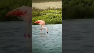 Flamingos can dive to a depth of 5 to 50 centimeters to get their prey.#nationalgeographic  #nature