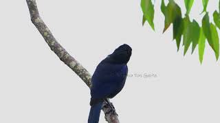 Malabar whistling thrush at Valparai #birds