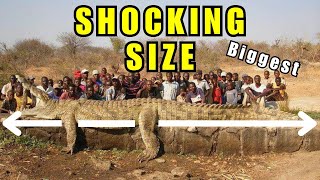 5 Largest Crocodiles in the World
