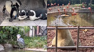 ペンギン　フラミンゴのオシッコ初めて見た！　ハシビロコウ　キリン　9月12日 上野動物園