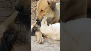my dogs french-kissing! #viral #kissing #frenchkiss