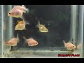 Baby Oranda || Sir Febroan line