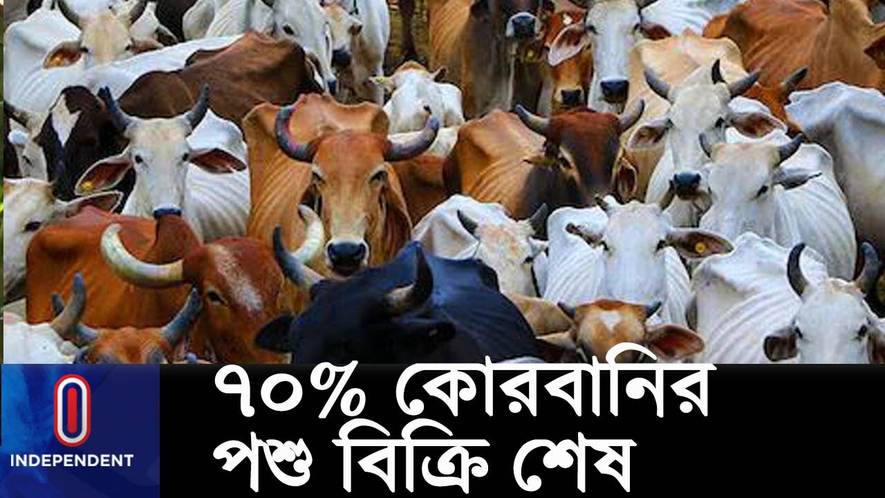 ৬৫ হাজার থেকে ৩৫ লাখ টাকার গরু মিলছে খামারে || #Cattle Farm