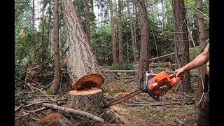 FALLING TIMBER, THE WORST ROOT ROT PATCH. PART 1.