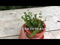 水苔の戻し方と使い方＆ディスキディアの植え替え