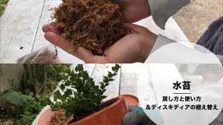 水苔の戻し方と使い方＆ディスキディアの植え替え