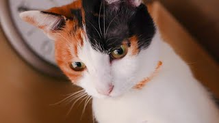 三毛猫の可愛い鳴き声