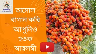 কিদৰে আৰম্ভ কৰিব ব্যৱসায় ভিত্তিত কৰা তামোল খেতিৰ বাগান । How to plant betel nut farming #betel_nut