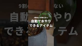 植物に自動で吸水してくれる、神アイテム！旅行のときに大活躍すること間違いなしです！ #インテリアグリーン #観葉植物 #観葉植物のある暮らし #観葉植物の育て方 #観葉植物育て方 #水やり #旅行