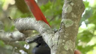 Simple Solutions: Using a Reciprocating Saw to Prune Tree Branches