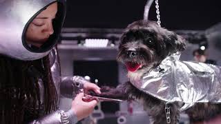 MONCLER POLDO DOG COUTURE