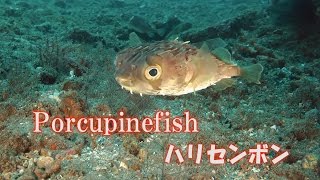 かわいいフグ　ハリセンボン　針千本　Porcupinefish