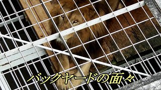 バックヤードの面々　Members spending time in the backyard　〜 Lion (ライオン)〜　～ 多摩動物公園 ～