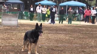 アーロン　日本訓練士連盟競技会　2014/2/2